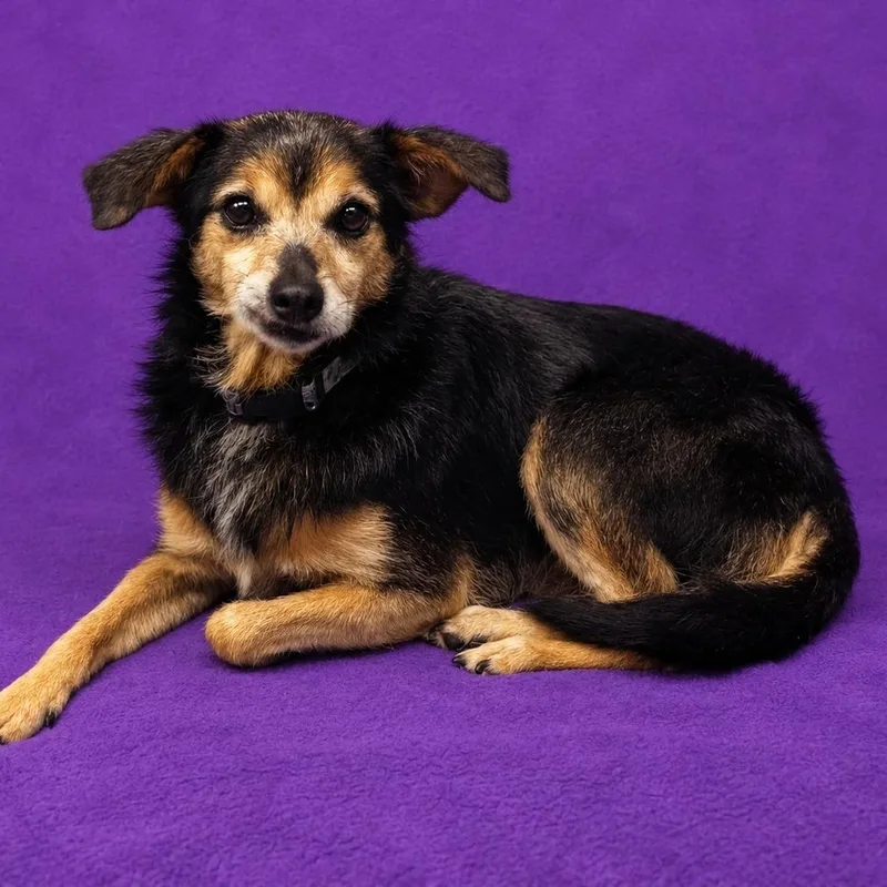 A senior small-sized male Terrier dog named Acer for adoption in North Myrtle Beach, SC