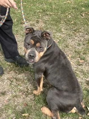 An adult medium-sized male Brown / Chocolate Fox Terrier dog named Chunk for adoption in Houston, TX