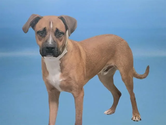 A young large-sized male Boxer dog named Winston for adoption in Colorado Springs, CO