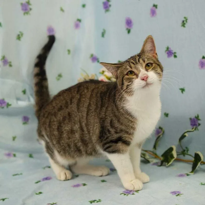 A baby small-sized male Domestic Short Hair cat named Cosmie for adoption in Wheaton, IL