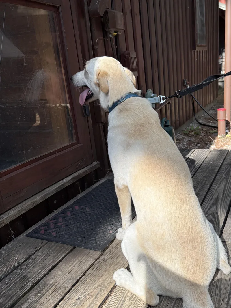 A young large-sized male White / Cream Labrador Retriever dog named Stewart for adoption in Eaton Rapids, MI