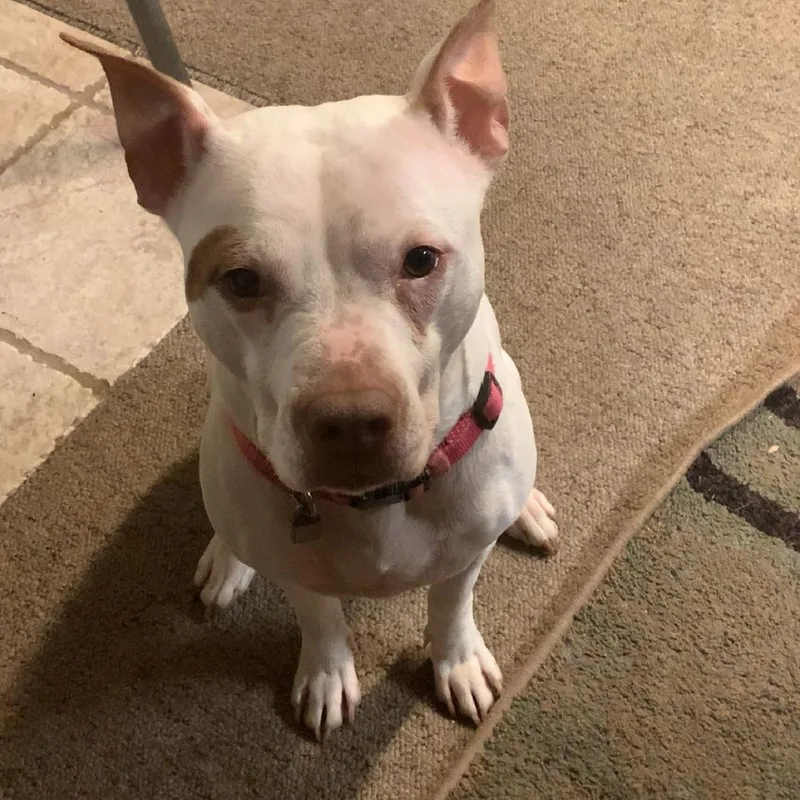 An adult medium-sized female White / Cream Mixed Breed dog named Skai for adoption in Hampton Bays, NY