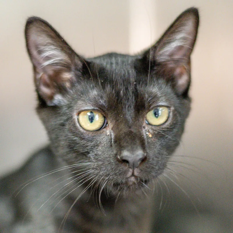 A baby medium-sized male Black Domestic Short Hair cat named Axel for adoption in Hilton Head Island, SC