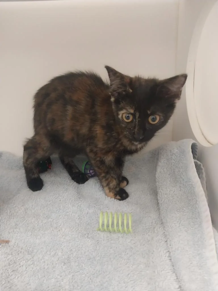 A baby small-sized female Domestic Short Hair cat named Jess for adoption in Oxford, NC