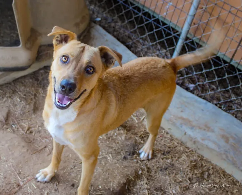 An adult large-sized male Yellow / Tan / Blond / Fawn Golden Retriever dog named NIco for adoption in St. George, SC