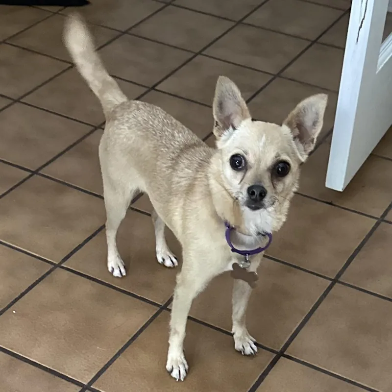 An adult small-sized female Chihuahua dog named Shirley for adoption in Hillsborough, NJ