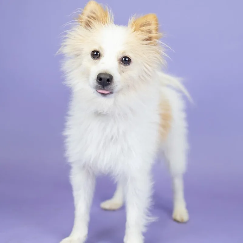 An adult small-sized male Yellow / Tan / Blond / Fawn Pomeranian dog named Jj for adoption in Portland, OR