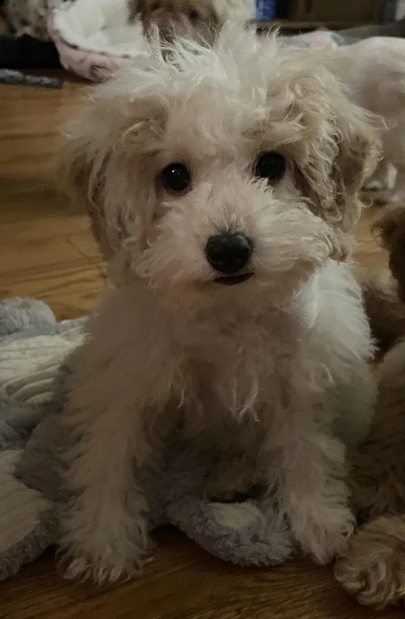 Molly