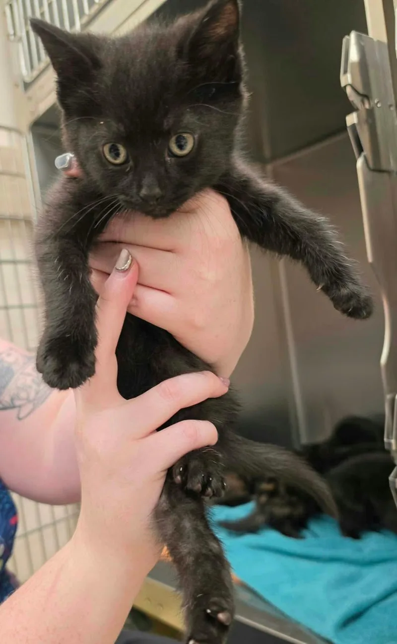 A baby medium-sized female Black American Shorthair cat named Laverne for adoption in Manchester, MD