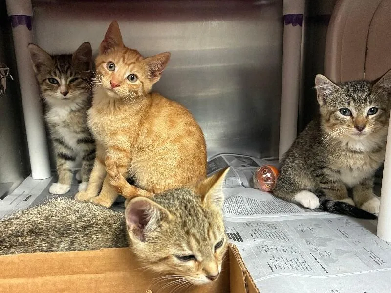 A young small-sized male Tabby (Brown / Chocolate) Domestic Short Hair cat named Shout for adoption in Cincinnati, OH