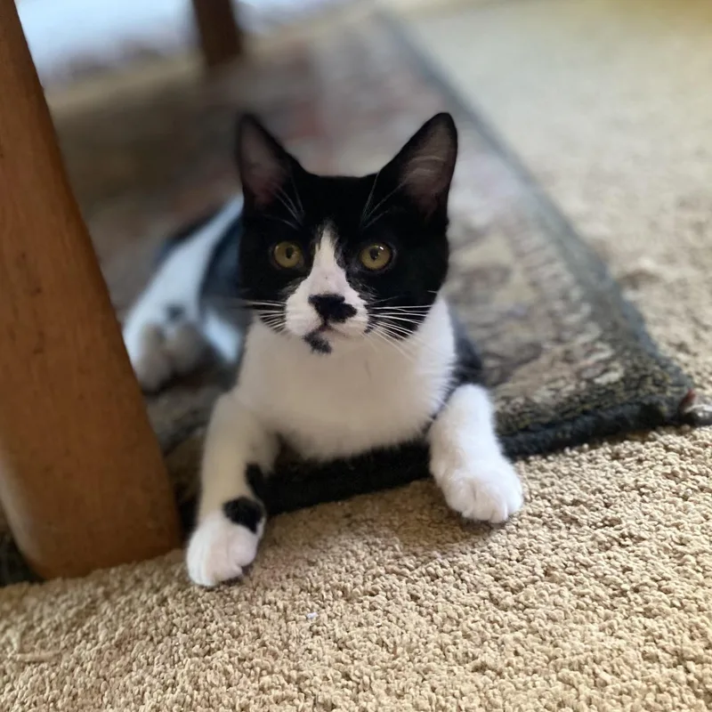 A baby medium-sized female Black & White / Tuxedo Domestic Short Hair cat named Lucia for adoption in Pendleton, OR