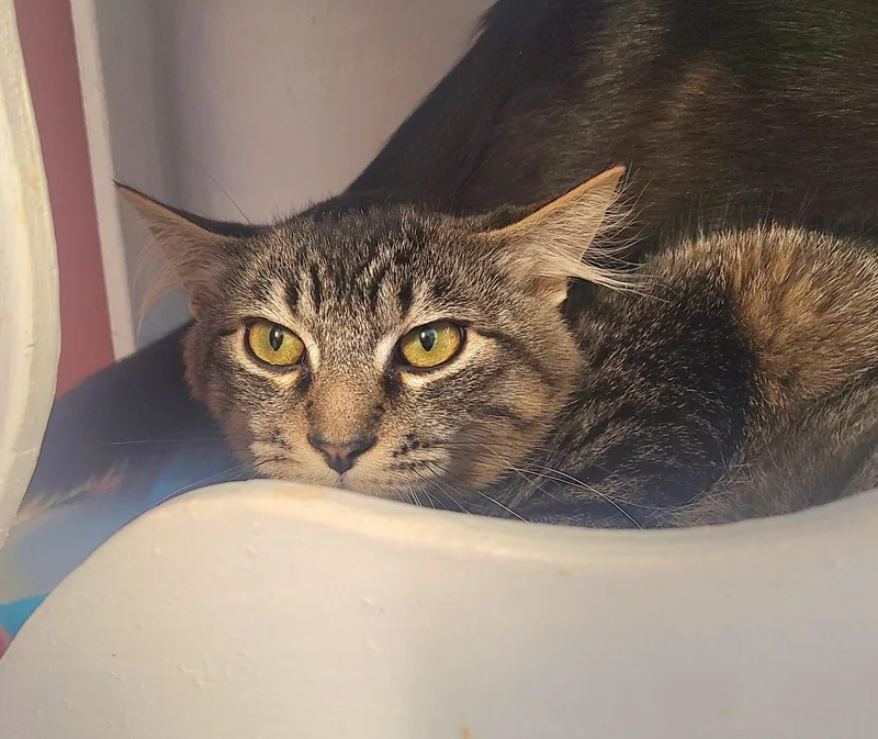 A baby medium-sized female Black Domestic Short Hair cat named Jen Joey And for adoption in Kirkland, WA