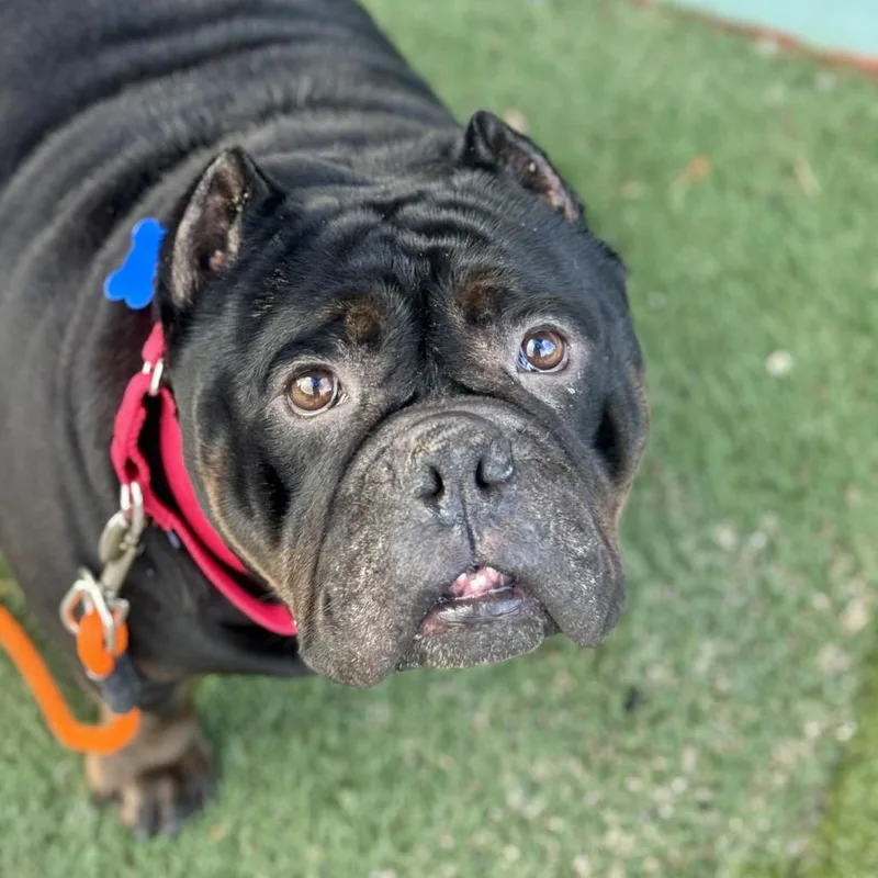 An adult large-sized female Black Pit Bull Terrier dog named Bardiec for adoption in Tacoma, WA