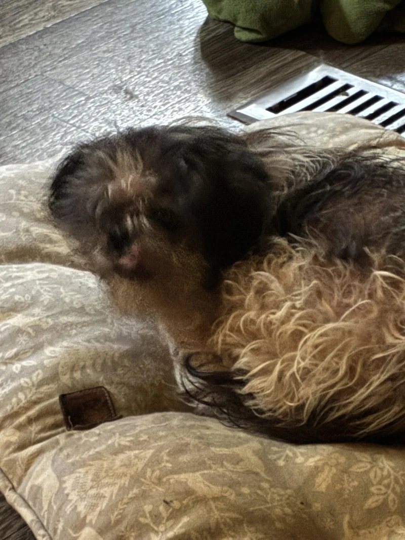 Dolly thumbnail 3