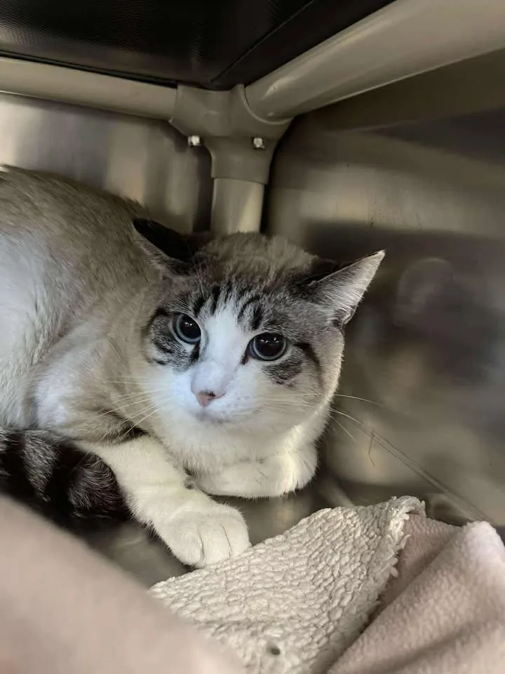 A young medium-sized male Lilac Point Domestic Short Hair cat named Moki for adoption in Winthrop, ME