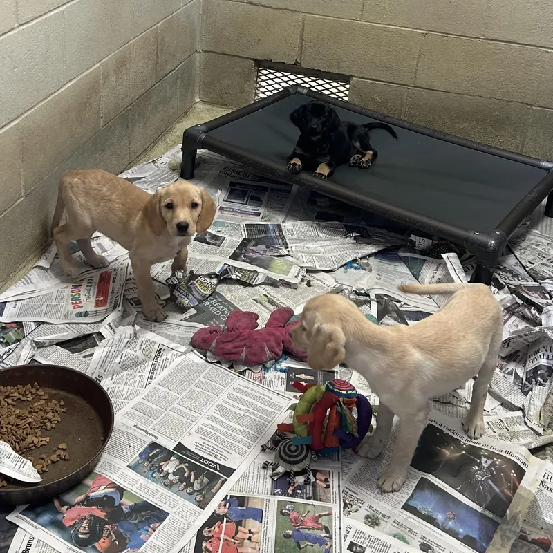 A baby large-sized female Yellow Labrador Retriever dog named Padme and CPO for adoption in Clarksville, VA