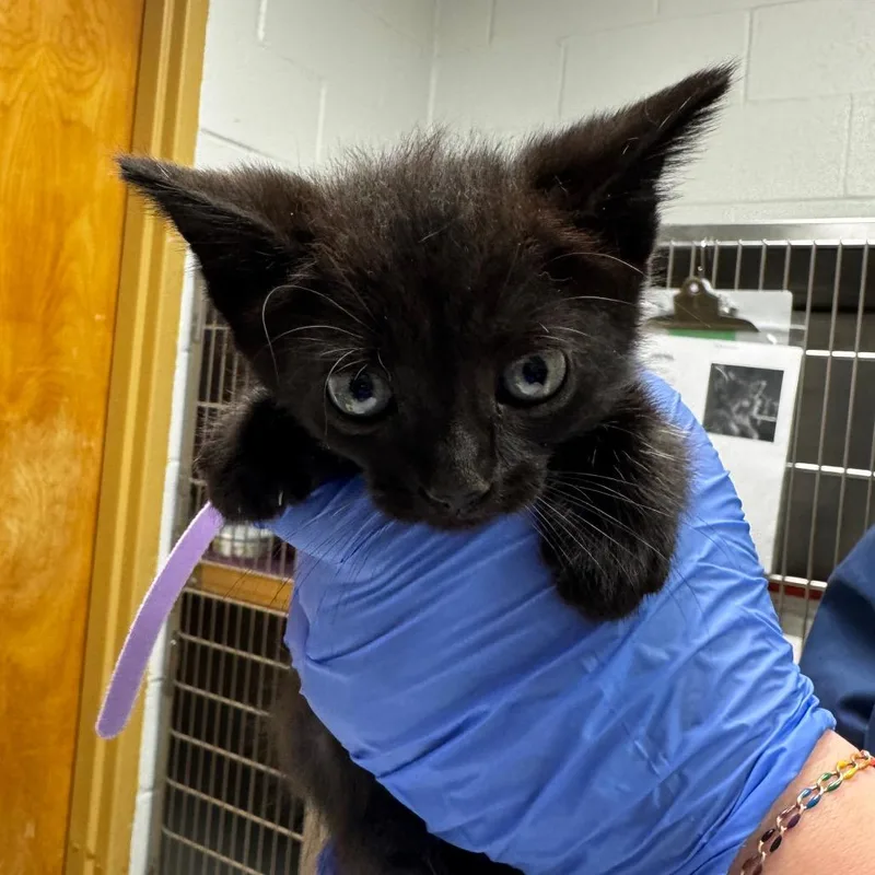 A baby small-sized female Black Domestic Short Hair cat named Stormy AT PETCO for adoption in Birdsboro, PA