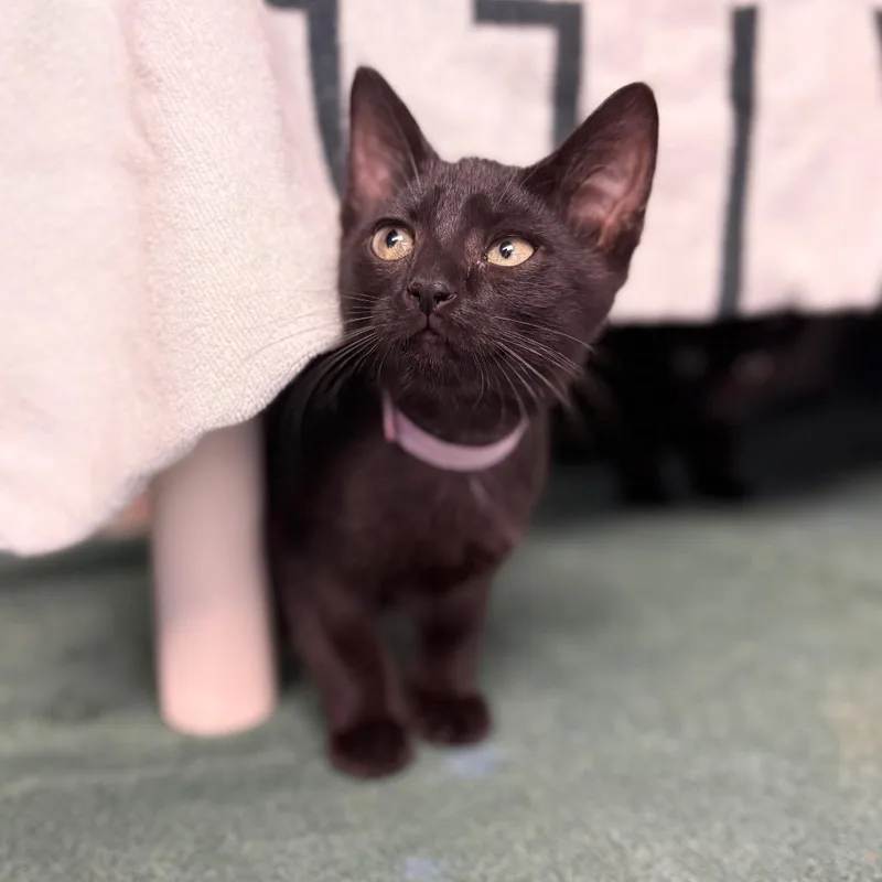 Stormy  AT PETCO thumbnail 2