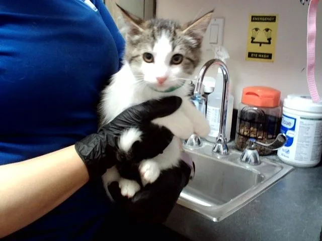 A baby small-sized male Domestic Short Hair cat named Milo for adoption in Martinez, CA