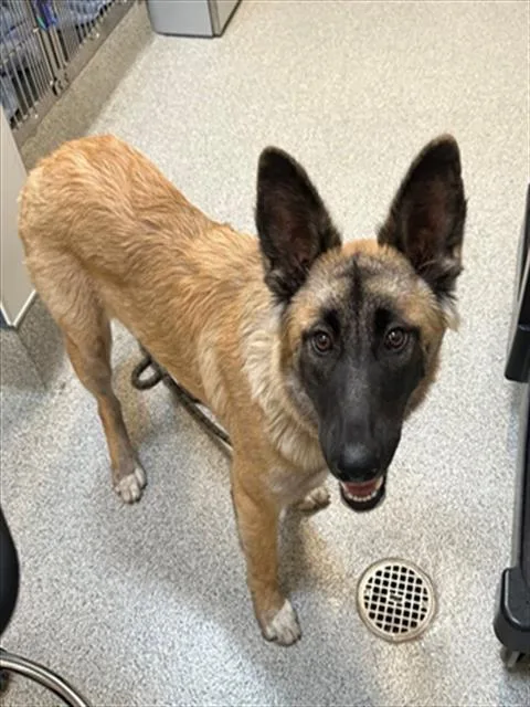 A young medium-sized female Belgian Shepherd / Malinois dog named Nutmeg for adoption in San Luis Obispo, CA