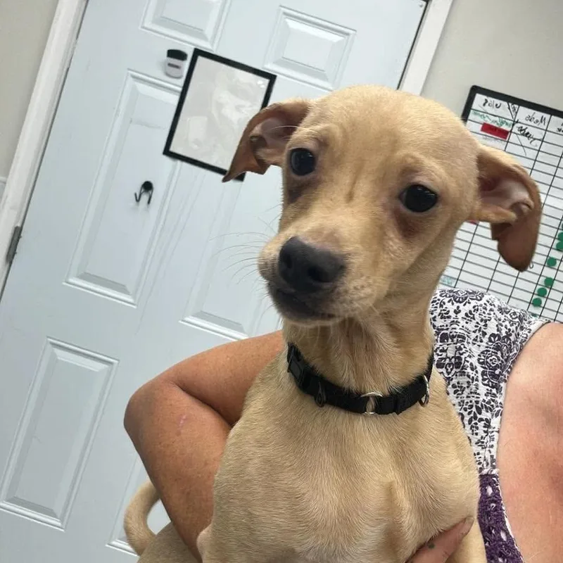 An adult small-sized male Yellow / Tan / Blond / Fawn Mixed Breed dog named Romance for adoption in Fredericksburg, VA