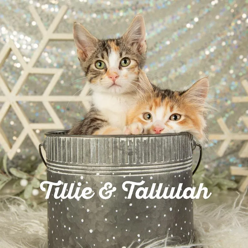 Tallulah thumbnail 3