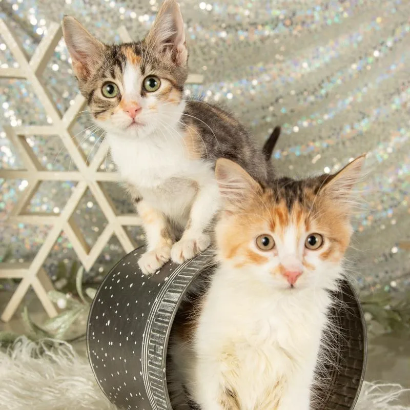 Tallulah thumbnail 4