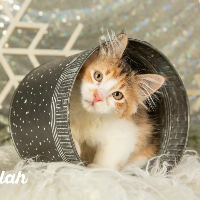 Tallulah thumbnail 5