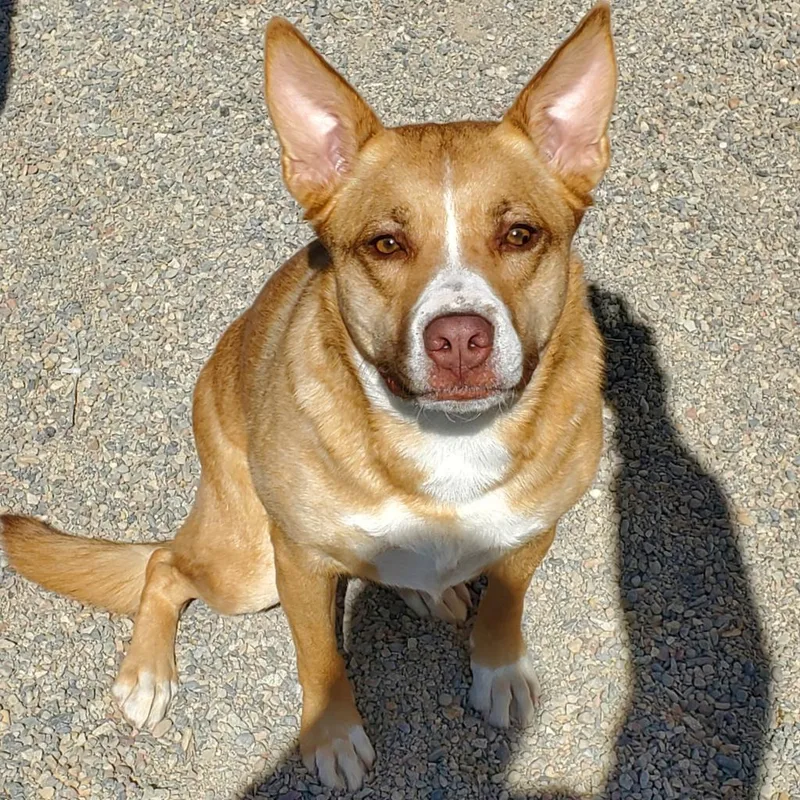 Sophie