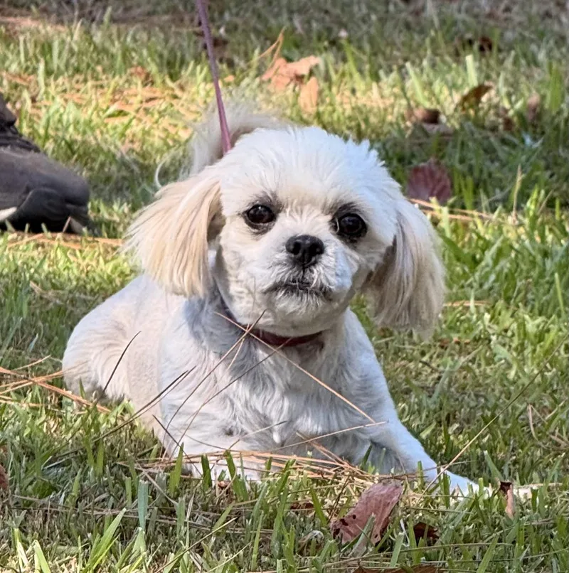 An adult small-sized female Shih Tzu dog named Minnie for adoption in Texarkana, TX