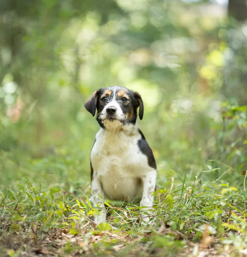 A baby small-sized female Bicolor Schnauzer dog named Macie for adoption in Lucedale, MS