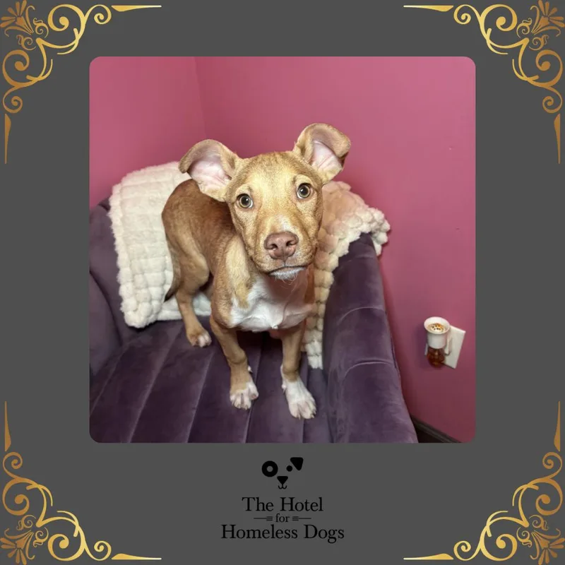 A baby medium-sized male Brown / Chocolate Labrador Retriever dog named Rocky Road for adoption in Cumberland, RI