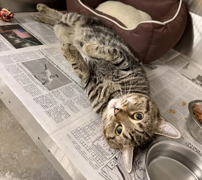 An adult medium-sized male Tabby (Brown / Chocolate) Domestic Short Hair cat named Floyd for adoption in West Haven, CT