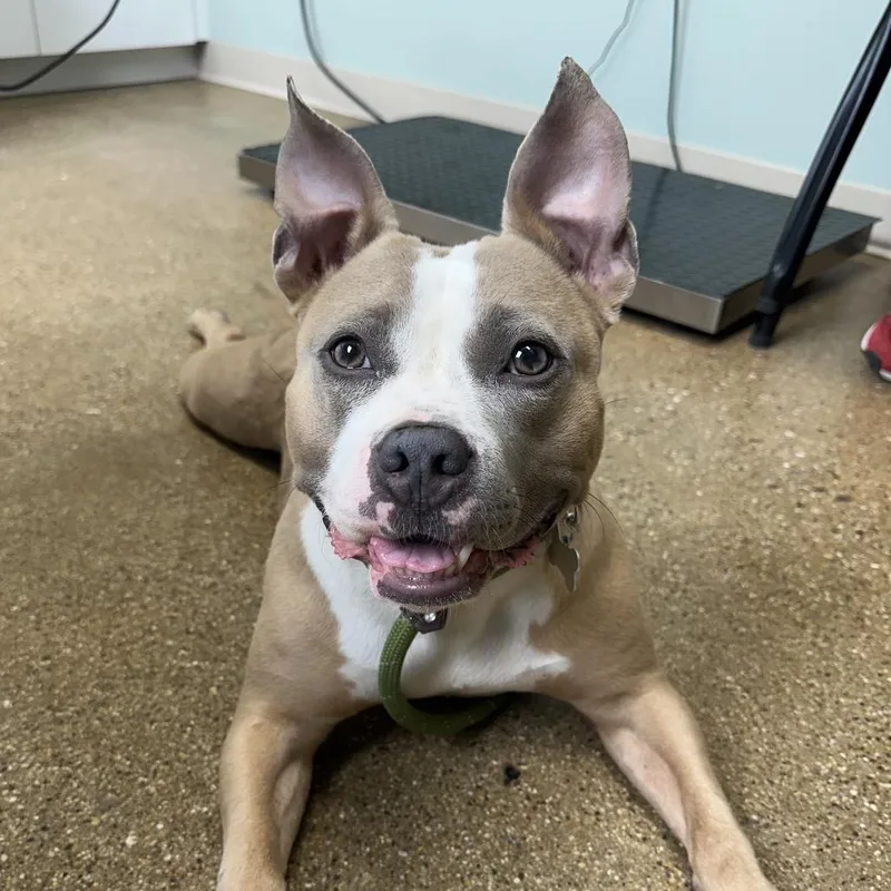 An adult medium-sized female Apricot / Beige Mixed Breed dog named Tiki for adoption in Skokie, IL