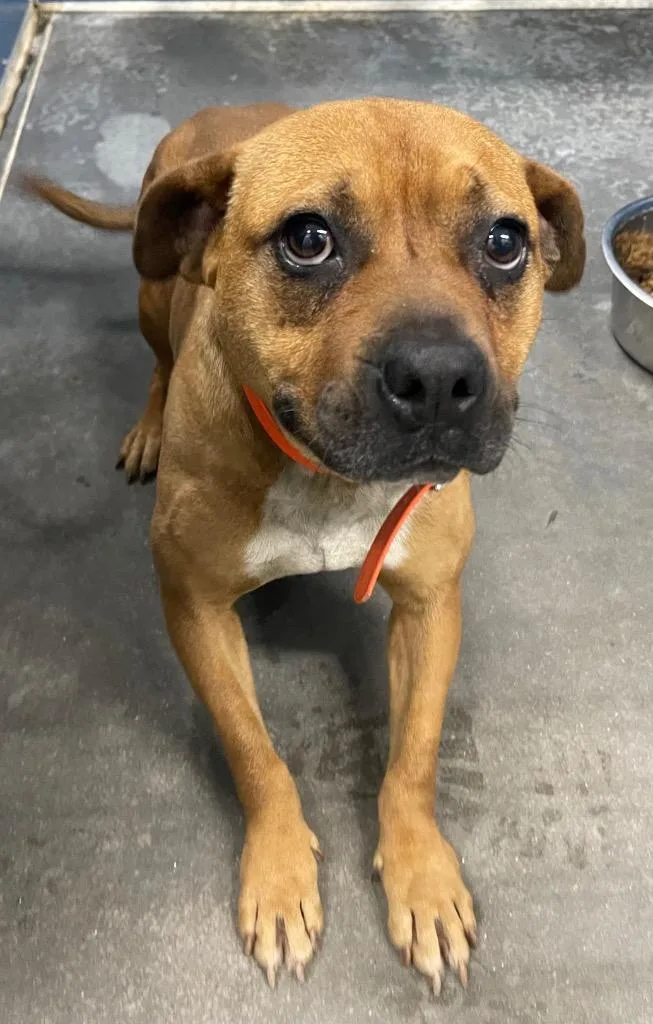 A young large-sized female Mixed Breed dog named Marsha for adoption in Henderson, NC