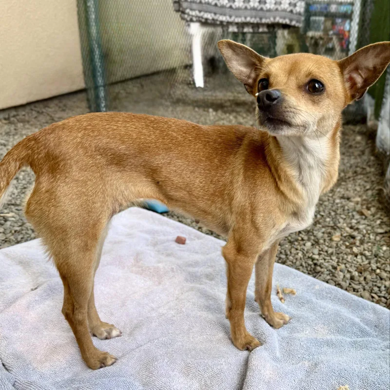 A young small-sized female Chihuahua dog named Lara for adoption in Oakland, CA