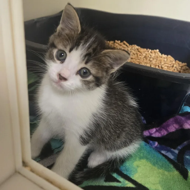 A baby small-sized male White Domestic Short Hair cat named Chevy for adoption in Tawas City, MI