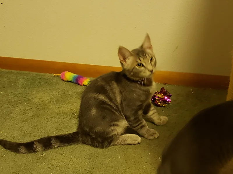 A baby medium-sized male Tabby (Gray / Blue / Silver) Domestic Short Hair cat named Wonton for adoption in Rochester, WA