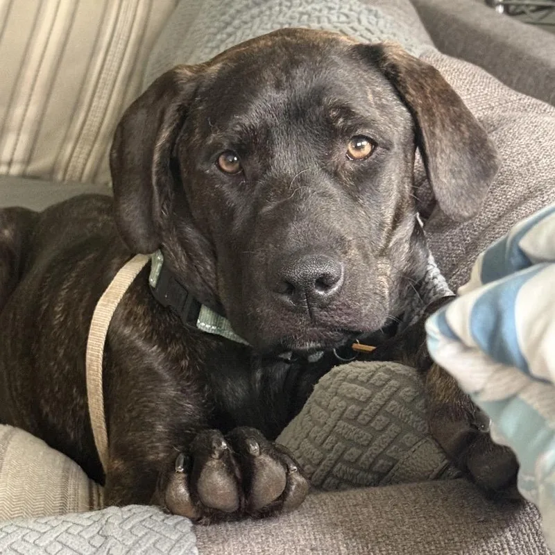 Pepper