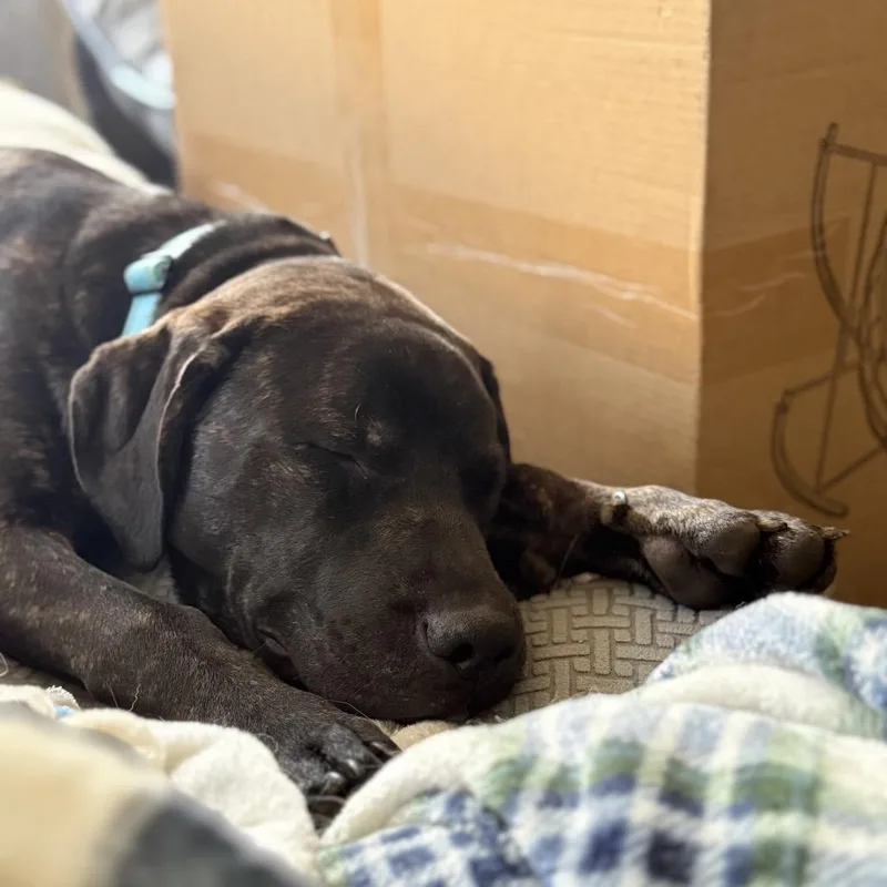 Pepper thumbnail 2