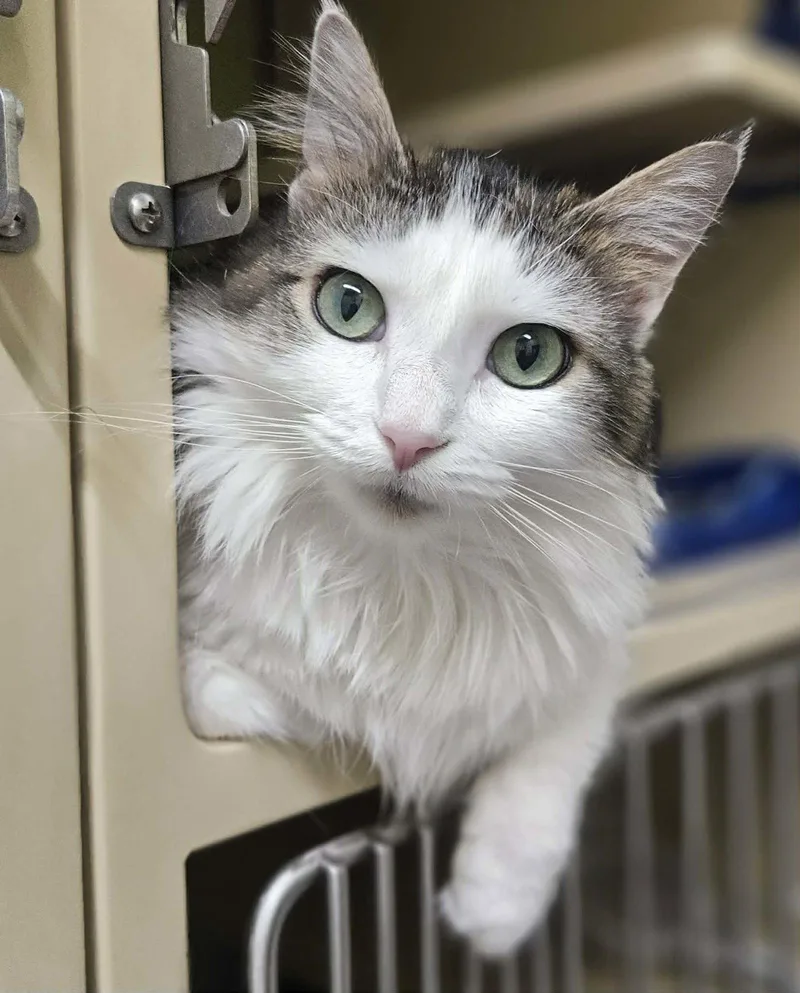 A young medium-sized female Domestic Long Hair cat named Sahara for adoption in Gonic, NH