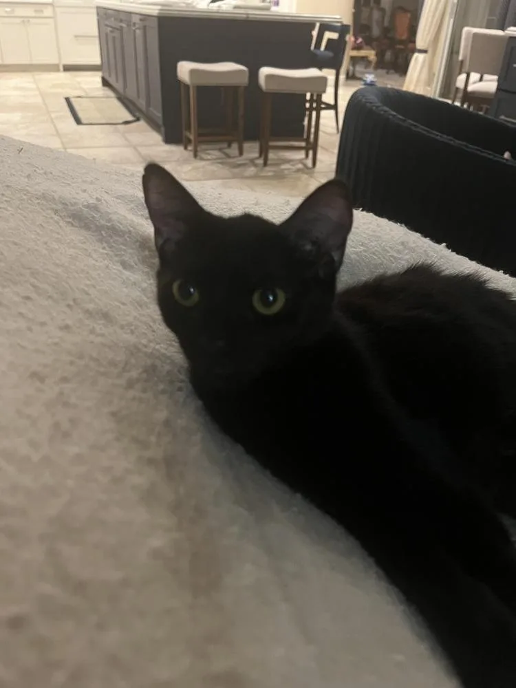 A baby medium-sized female American Shorthair cat named Taylor for adoption in Tampa, FL
