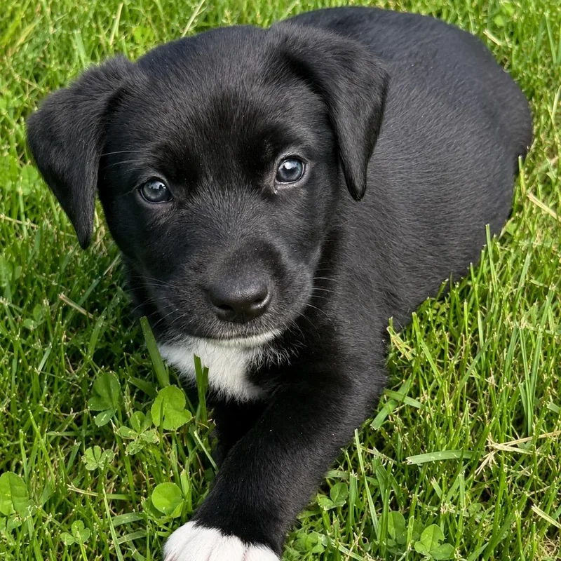 A baby large-sized female Labrador Retriever dog named Mocha Bloomer for adoption in Princeton, MA