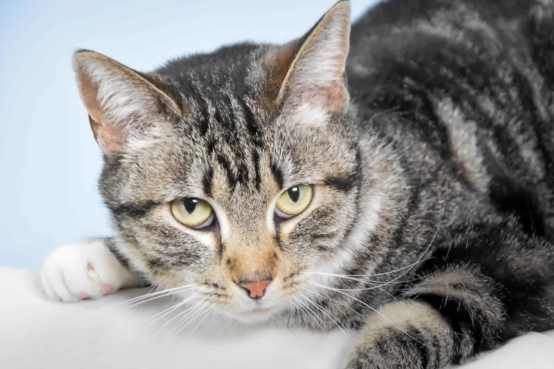 An adult small-sized female Domestic Short Hair cat named Viva for adoption in Loveland, CO