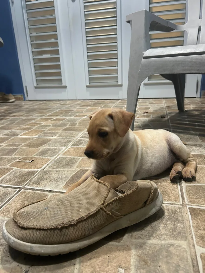 A baby medium-sized female Yellow / Tan / Blond / Fawn Labrador Retriever dog named Peach for adoption in New York, NY