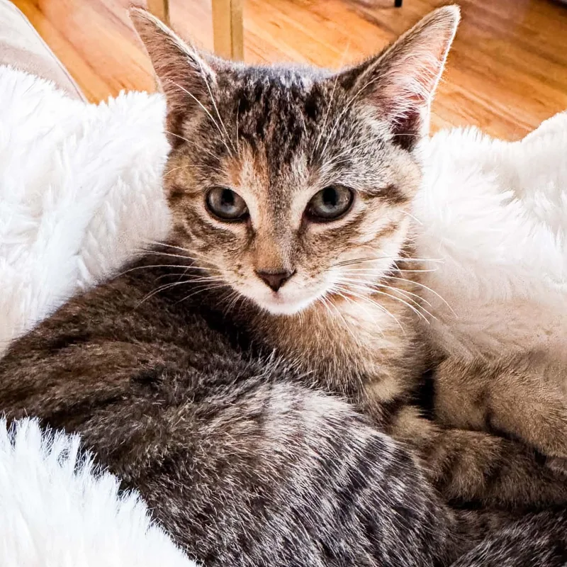 A baby medium-sized female Tabby (Brown / Chocolate) Domestic Short Hair cat named Timber for adoption in Kentwood, MI