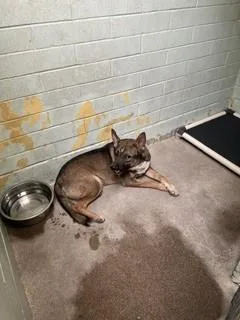 A young small-sized male German Shepherd Dog dog named Tej for adoption in Stockton, CA