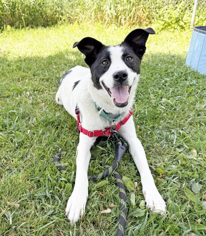 A young medium-sized female Mixed Breed dog named Nami  The Sweeeetest for adoption in Oshkosh, WI