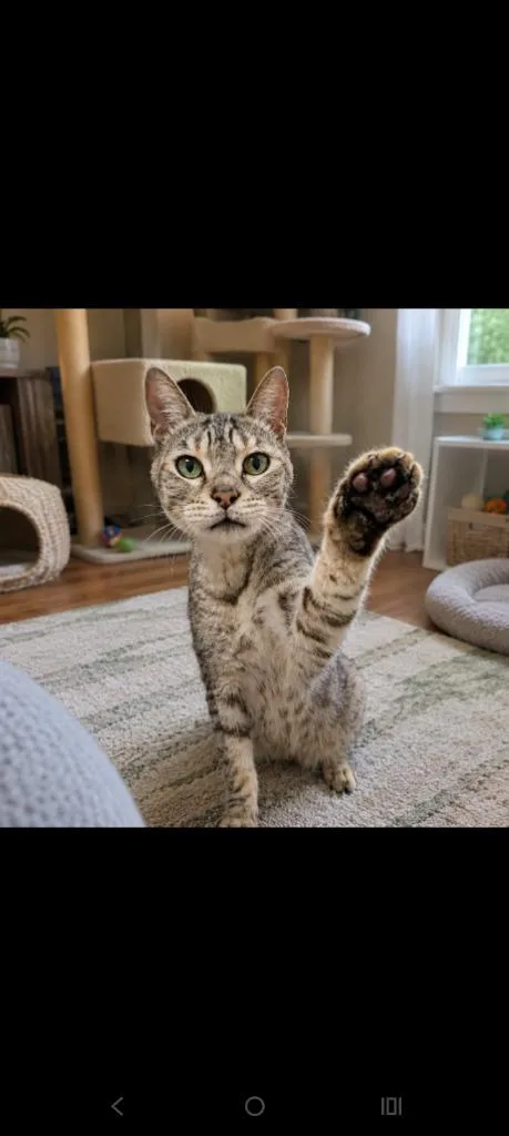 A senior small-sized male Bengal cat named Trojan for adoption in Albany, GA