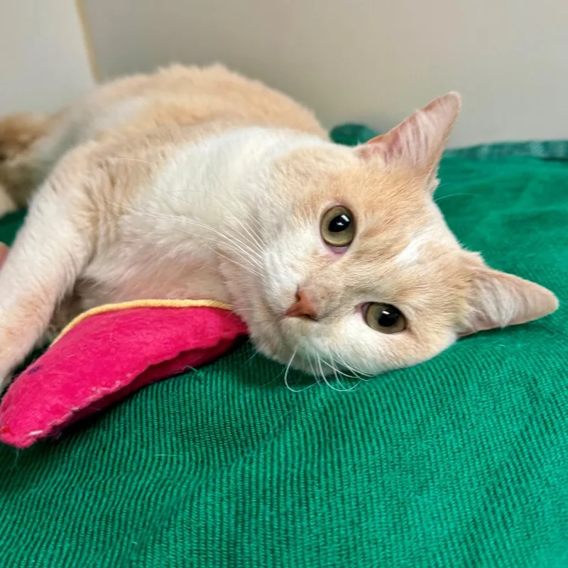 An adult medium-sized male Orange / Red British Shorthair cat named Kramer for adoption in Long Beach, CA